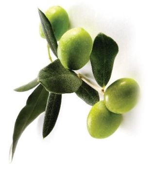 Olive Oil (2320)