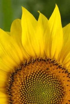 Sunflower Oil (2330)