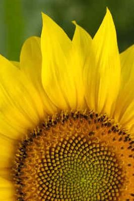 Sunflower Oil 50ml