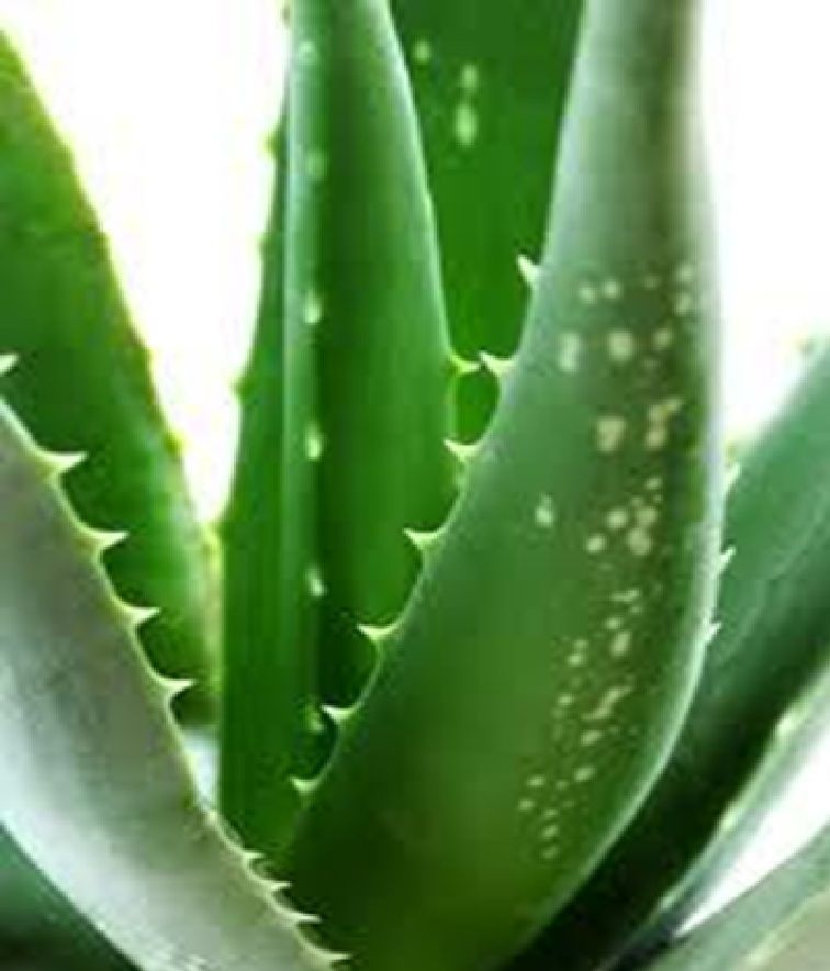Aloe Vera Gel 1-1 (liquid Form)