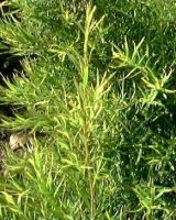 Tea Tree Shampoo ( Medicated 3061)