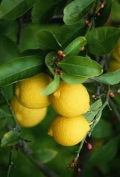 Organic Lemon Oil 