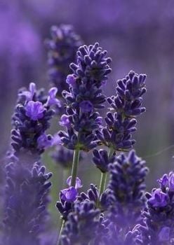 Organic Lavender Oil (2153)