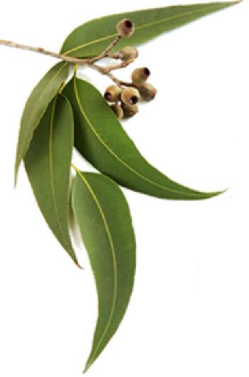 eucalyptus lemon