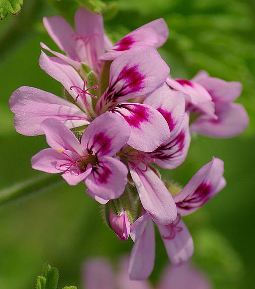 geranium chinese