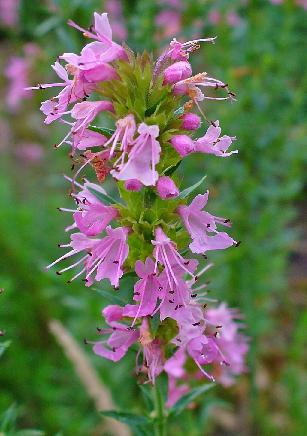 hyssop