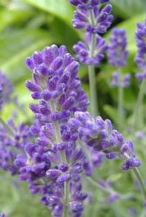 lavander croatia