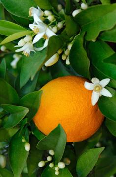 neroli