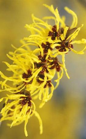 witch hazel