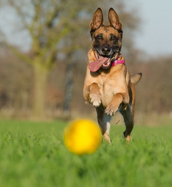 malinois-662717_640
