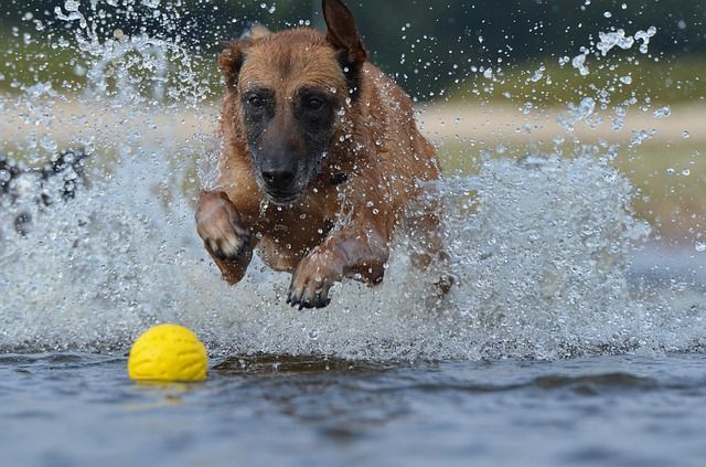 malinois-667485_640