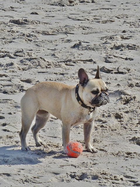 pug-2841398_640
