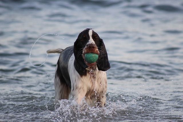 spaniel-367537_640