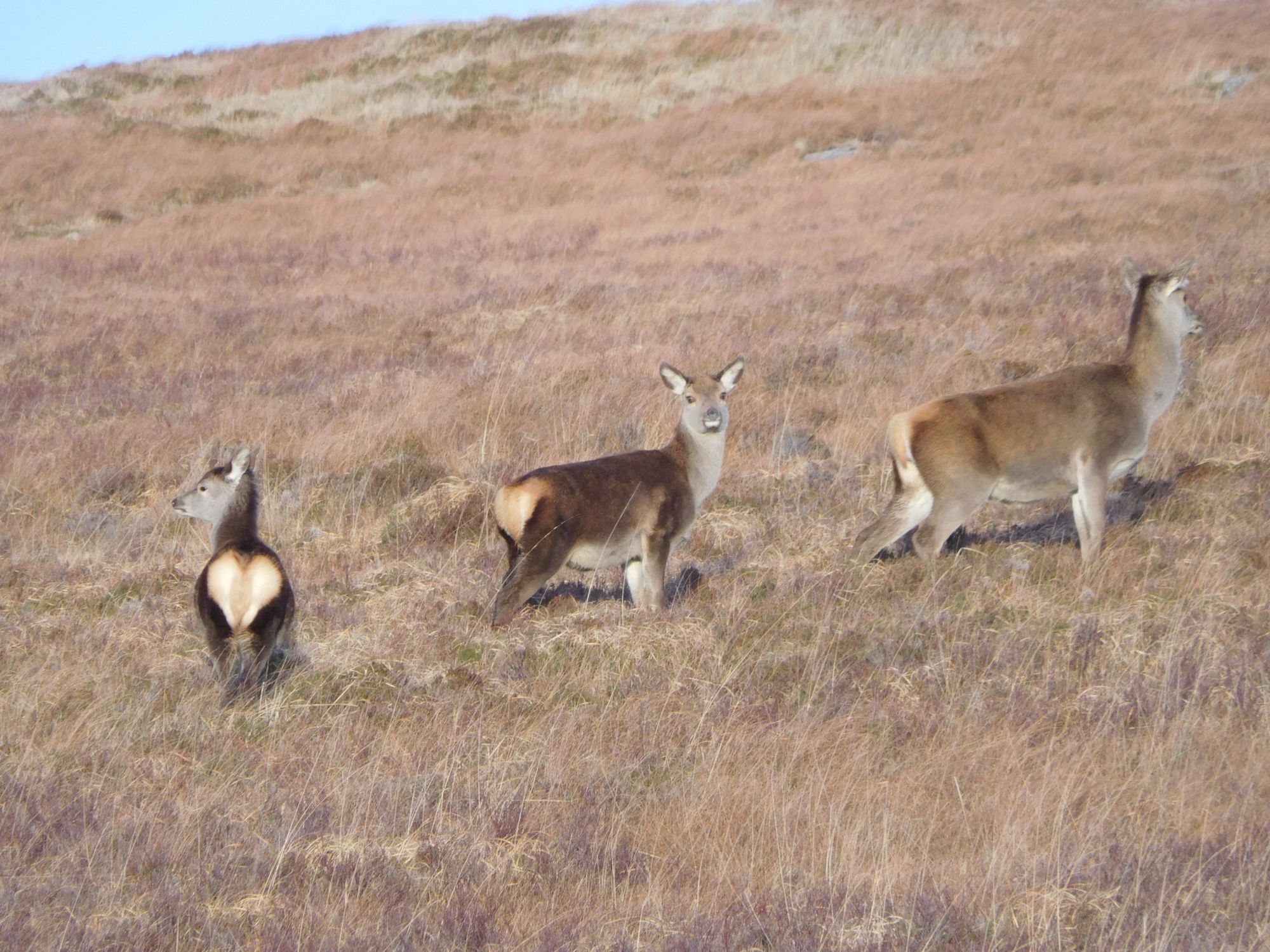 Red deer Hind Calf and Yearling