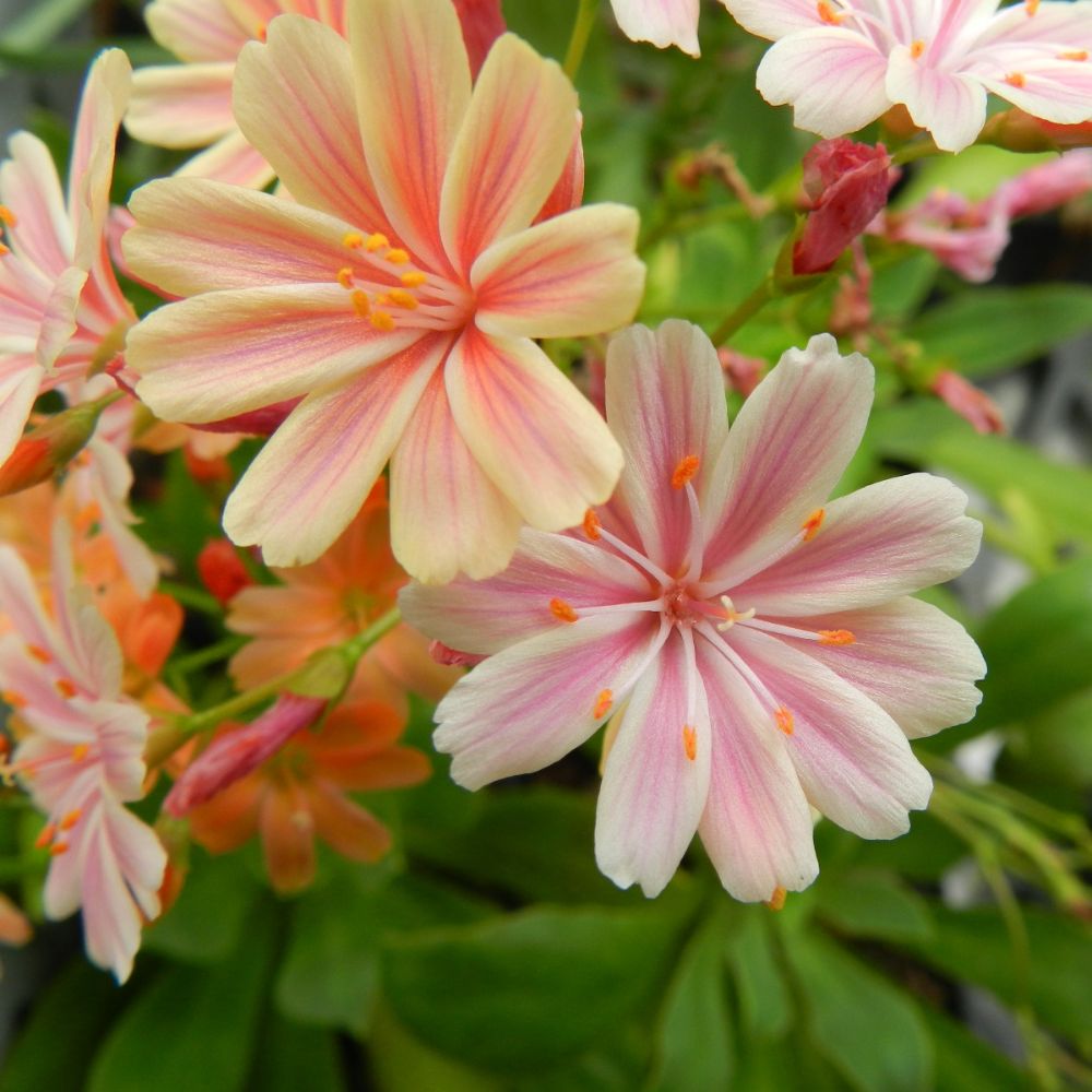 Lewisia, Potentilla & Pulsatilla