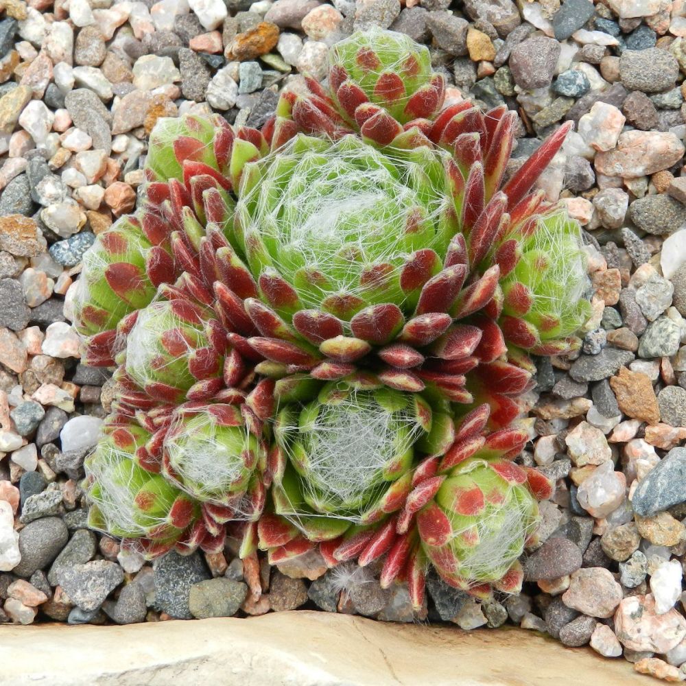 * Sempervivum & Jovibarba - Picts Hill Alpines - online shop