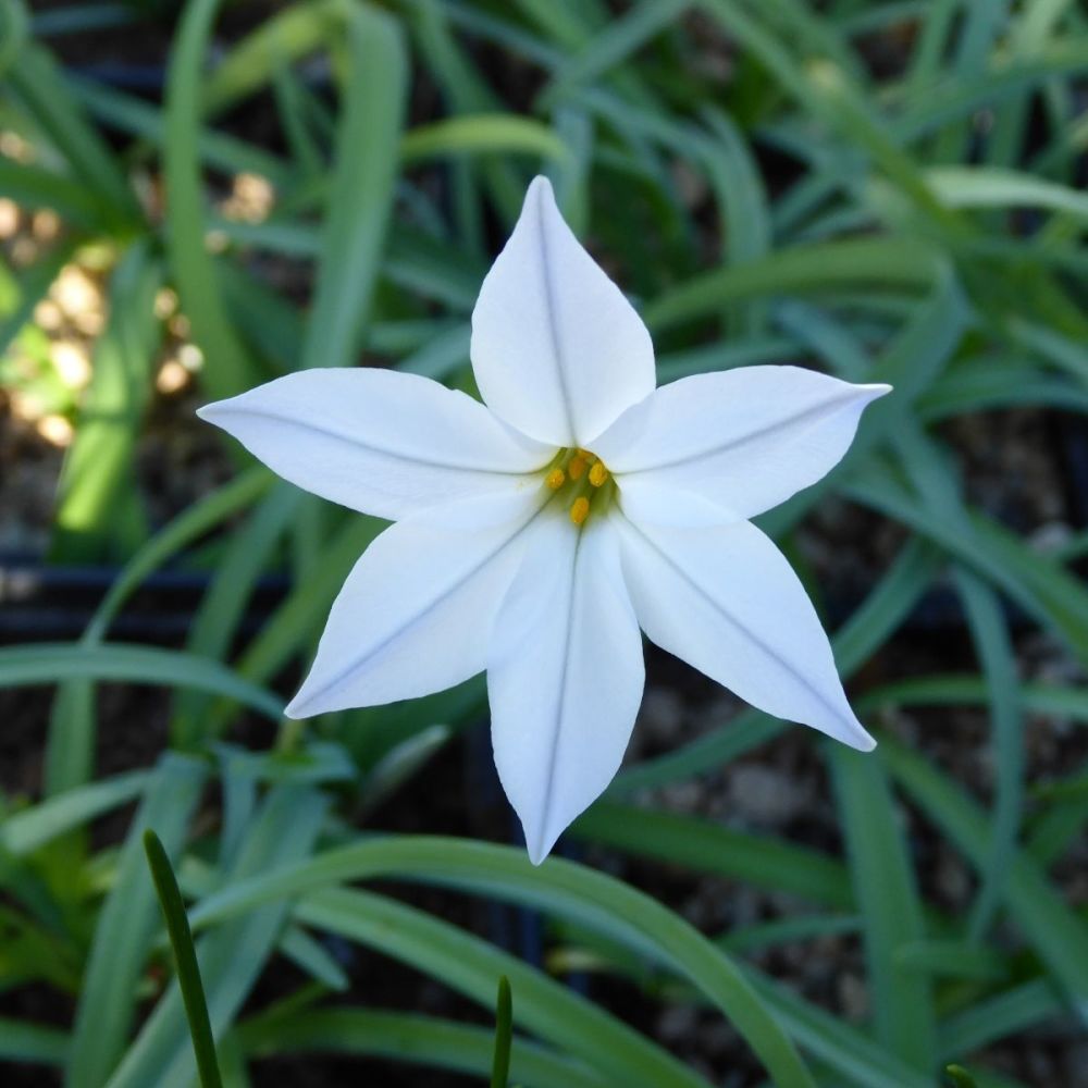 Ipheion Alberto Castillo