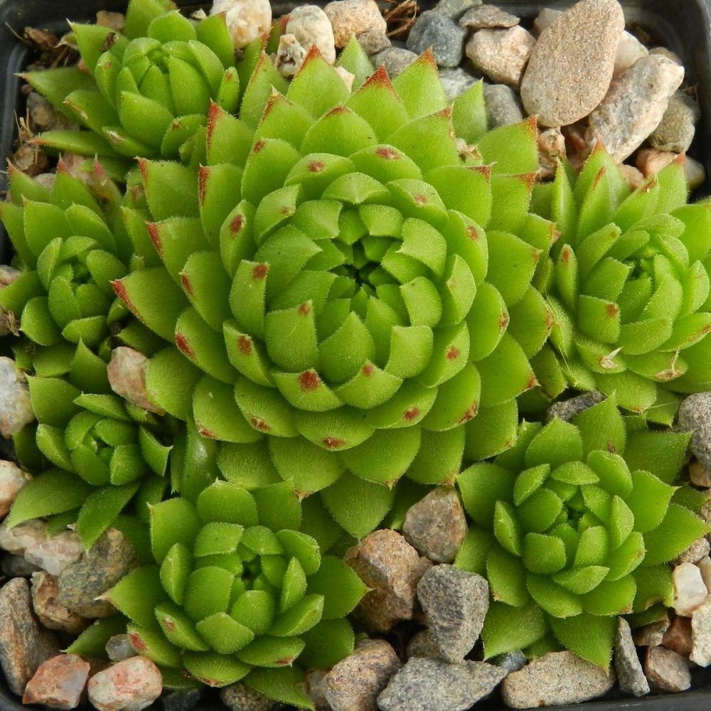 * Sempervivum & Jovibarba - Picts Hill Alpines - online shop