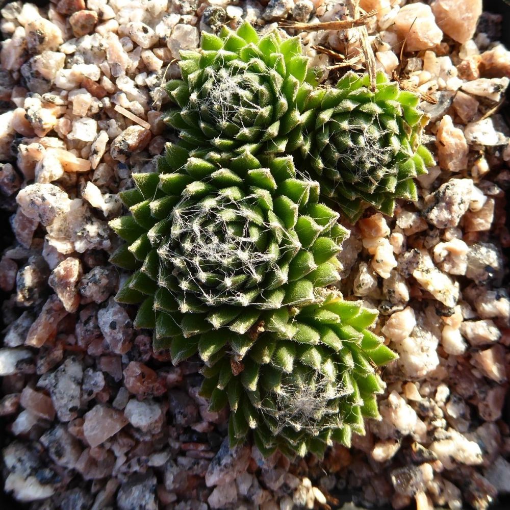 Picts Hill Alpines Meanings of Alpine Plant Names