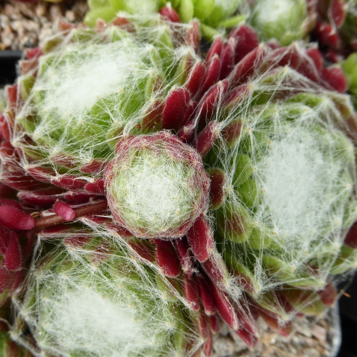 Sempervivum arachnoideum