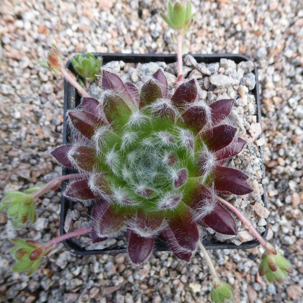 Sempervivum ruthenicum