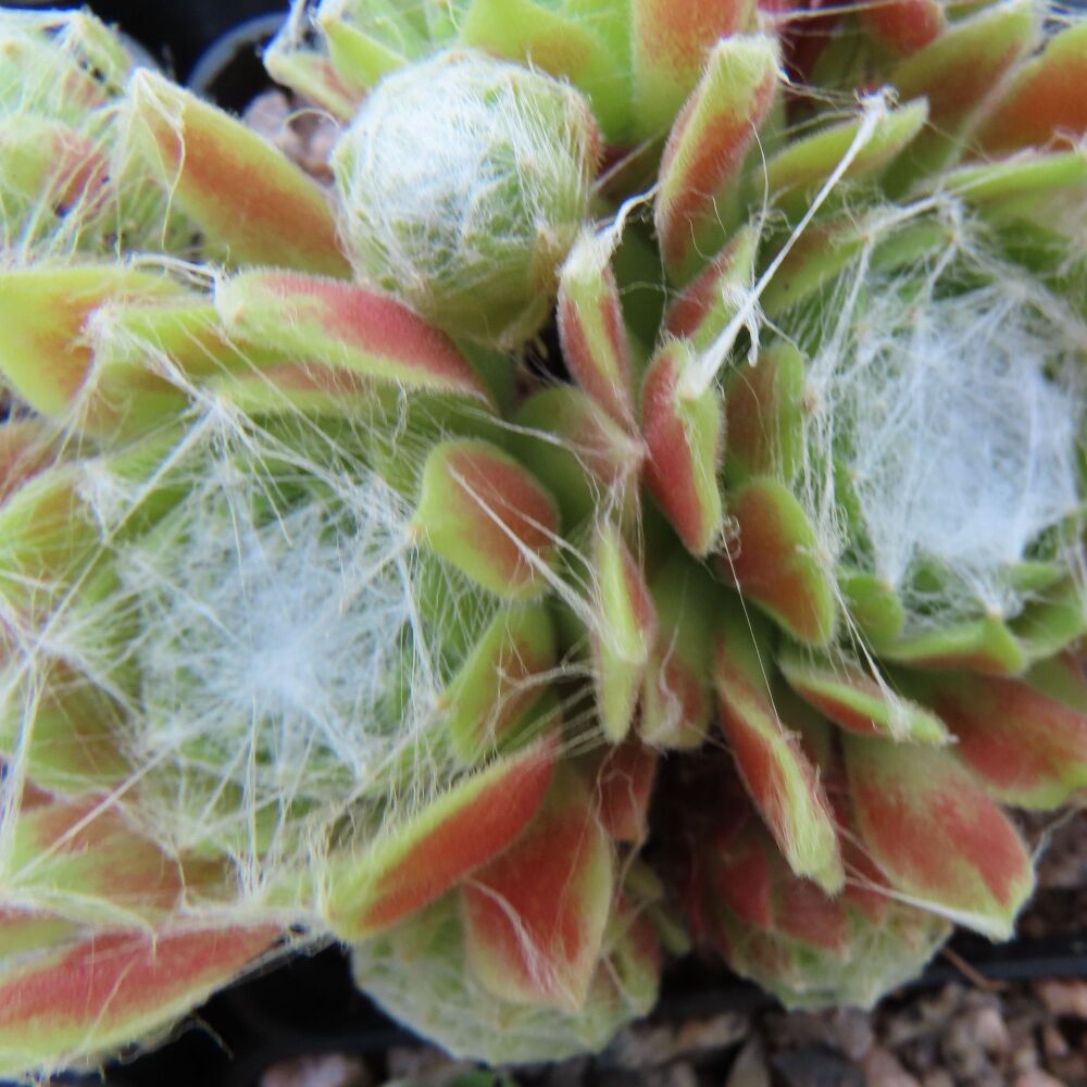Sempervivum Superdome