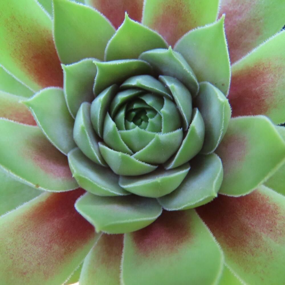 Sempervivum 'Ruby Heart'