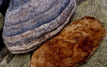 Amadou amd horse hoof fungus by Beaver Bushcraft