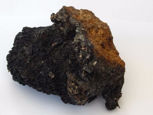 What Chaga Looks Like 2