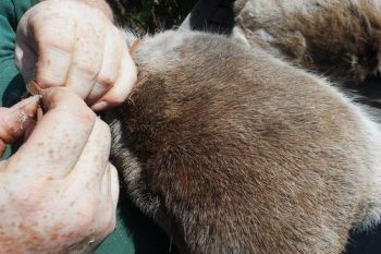 Beaver Bushcraft Blog covering them in reindeer skin for the Film the Hunts