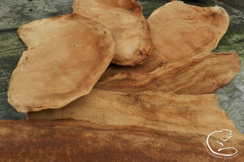 100% Natural Amadou 'SHEETS for DISPLAYS/DIY/CRAFTS' - Assorted Sizes