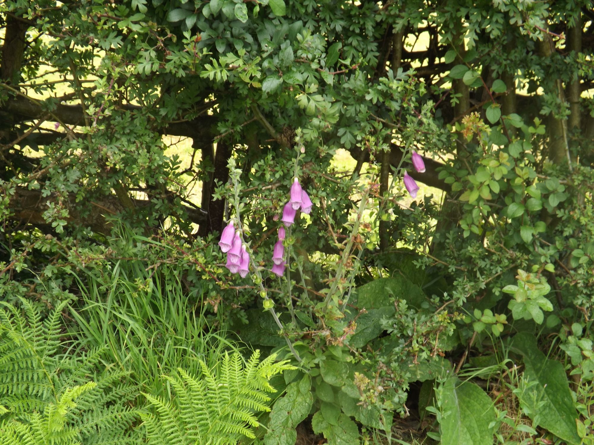 DSCF2371