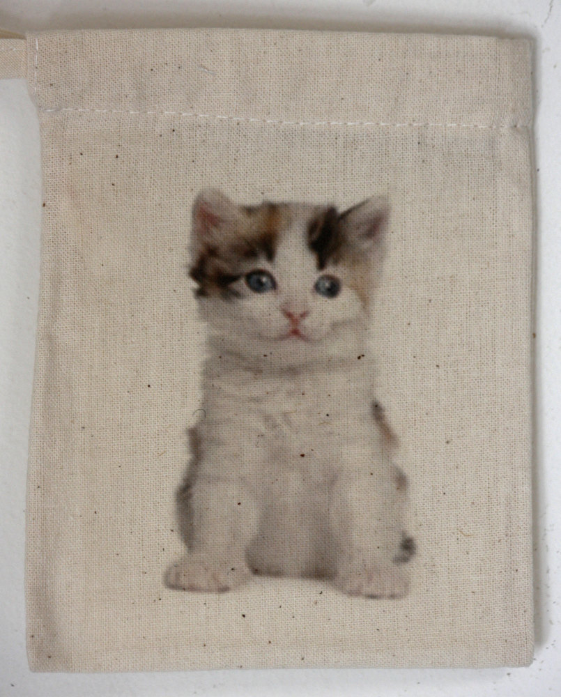 Kitten (1)