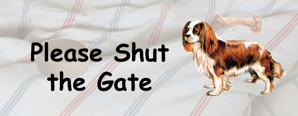 Cavalier King Charles Spaniel