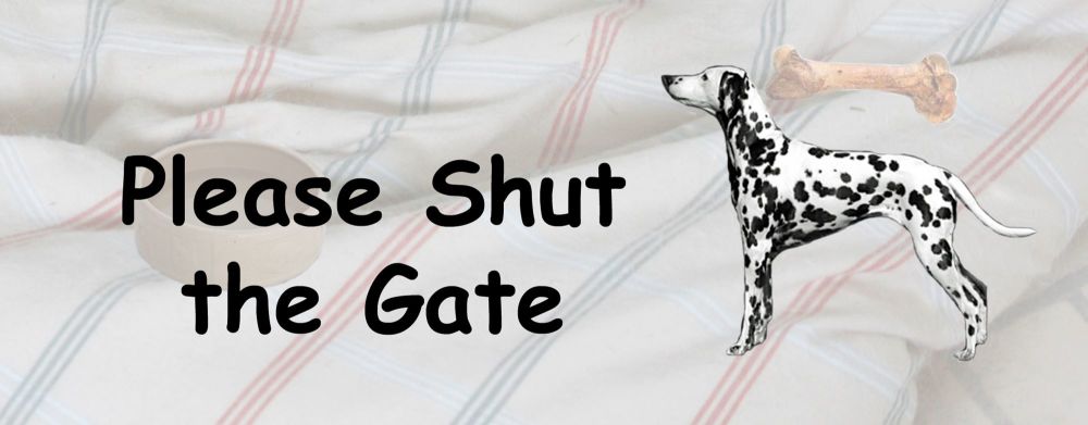 Dalmation