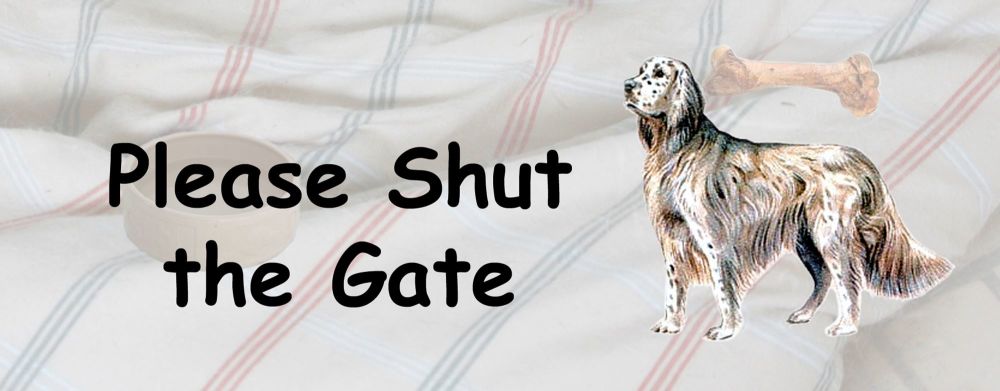 English Setter