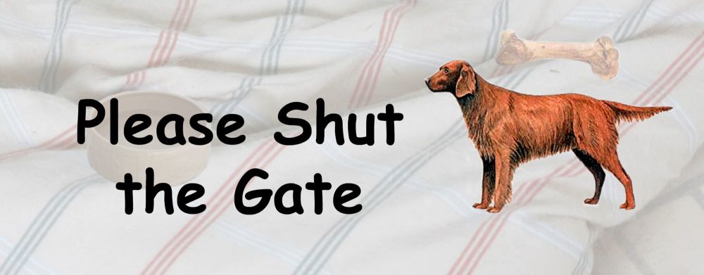 Irish Setter
