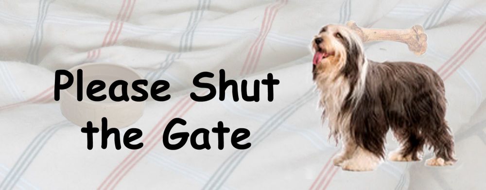 Bearded Collie