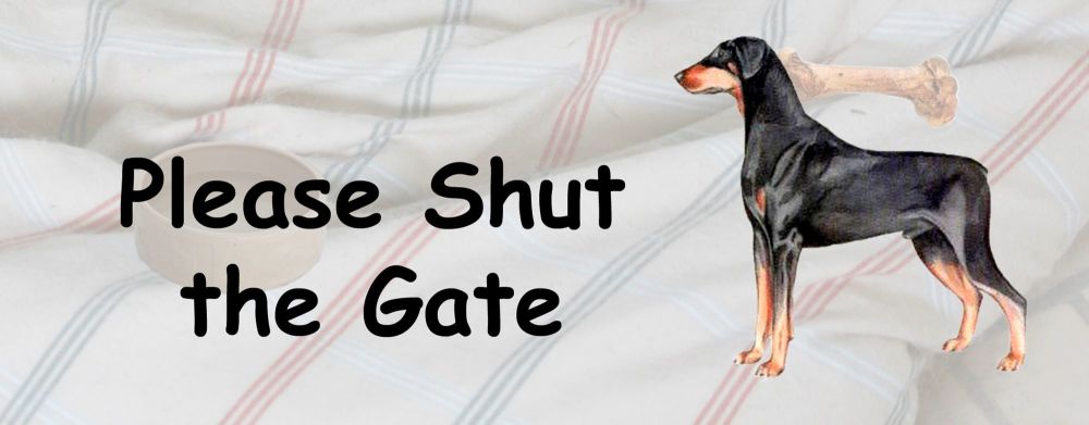 Doberman Pinscher
