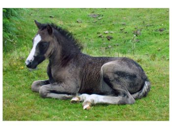 New Forest Pony