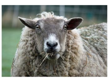 Sheep