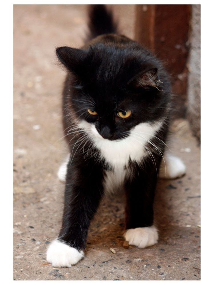 Black & White Kitten