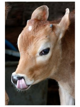 Animals - Calf concentrating