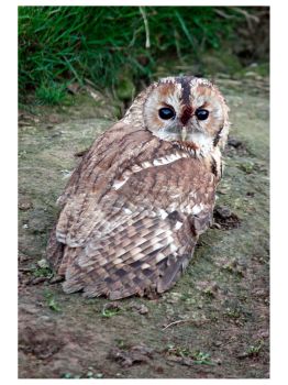 Tawny Owl