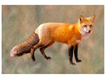 Fox