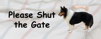 Collie