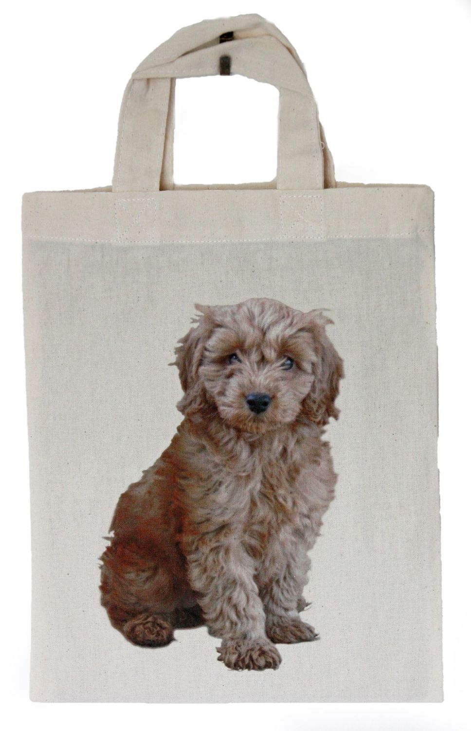 Cockapoo (C)