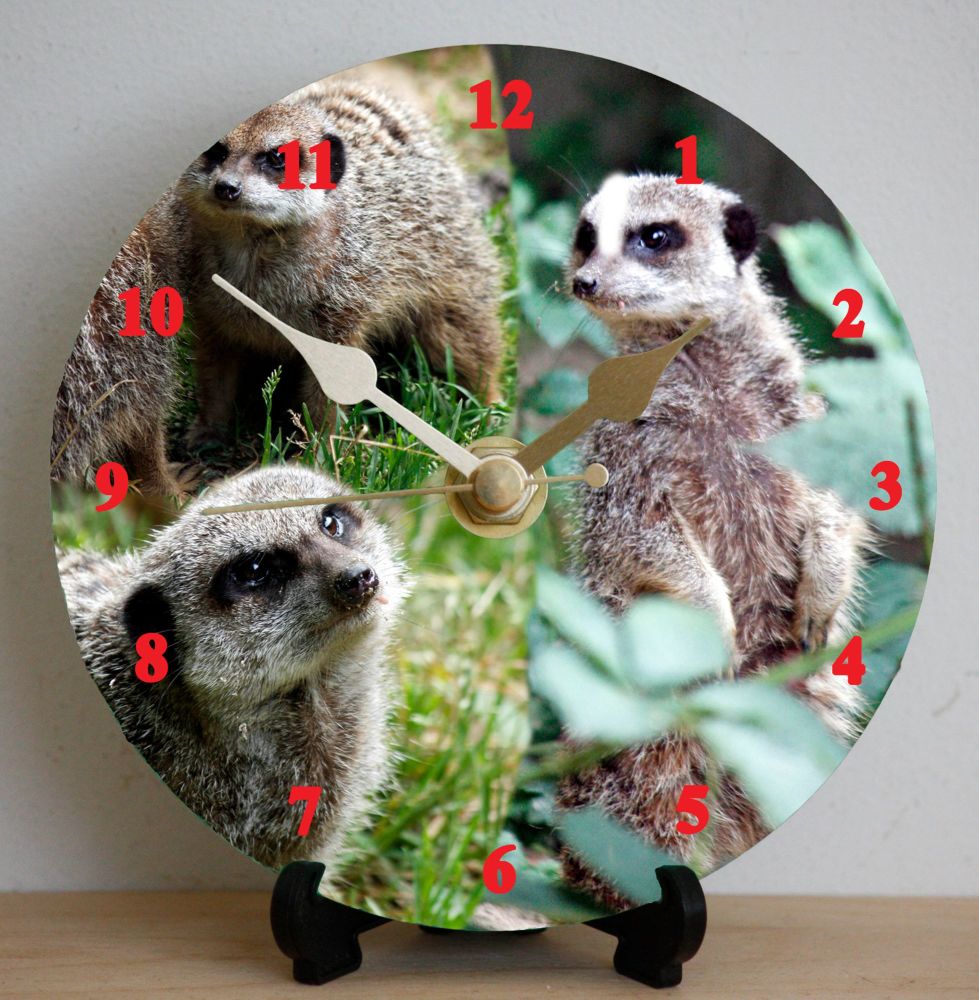 Meercats