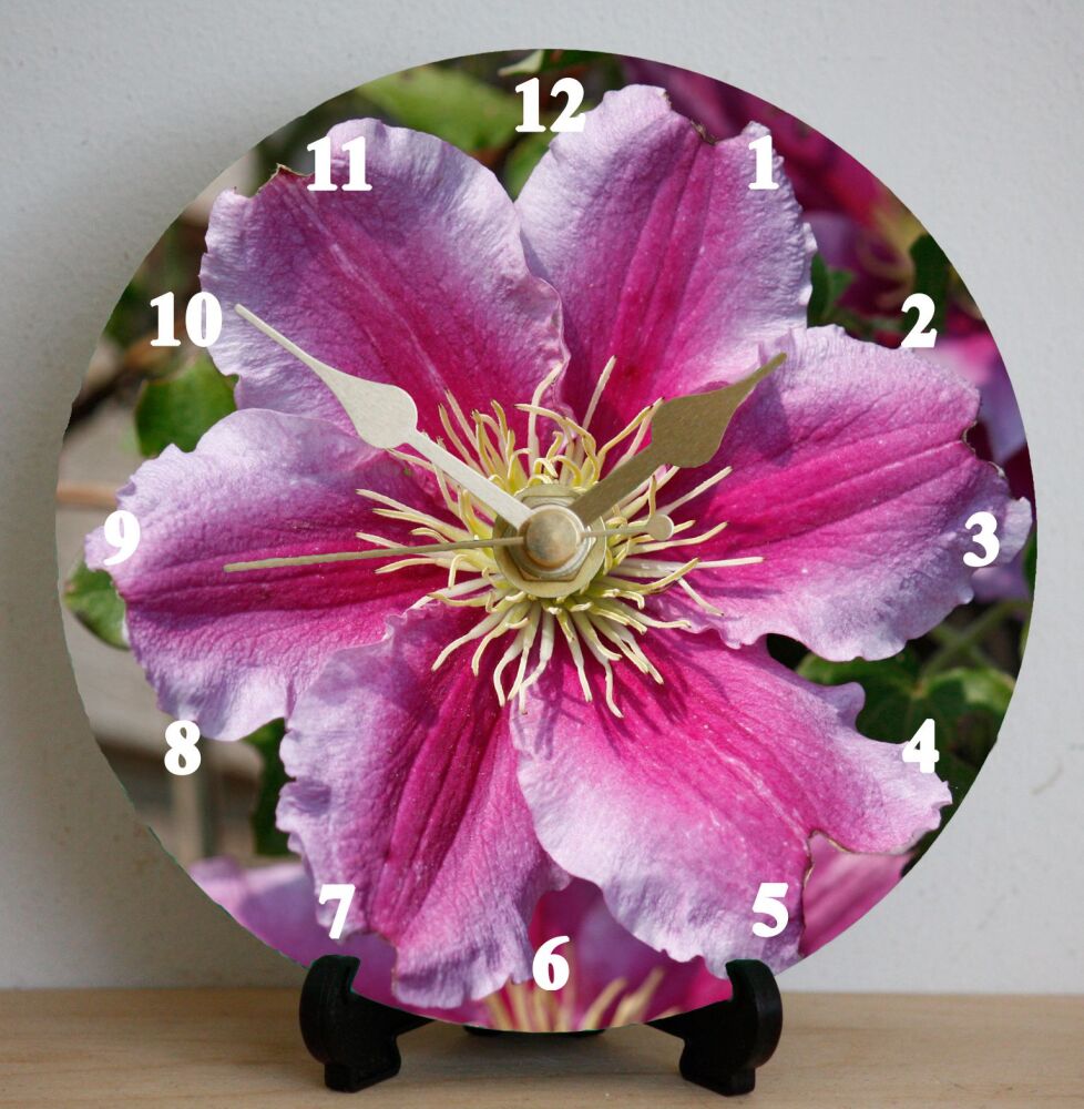 Chrysanthemum