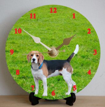 Beagle